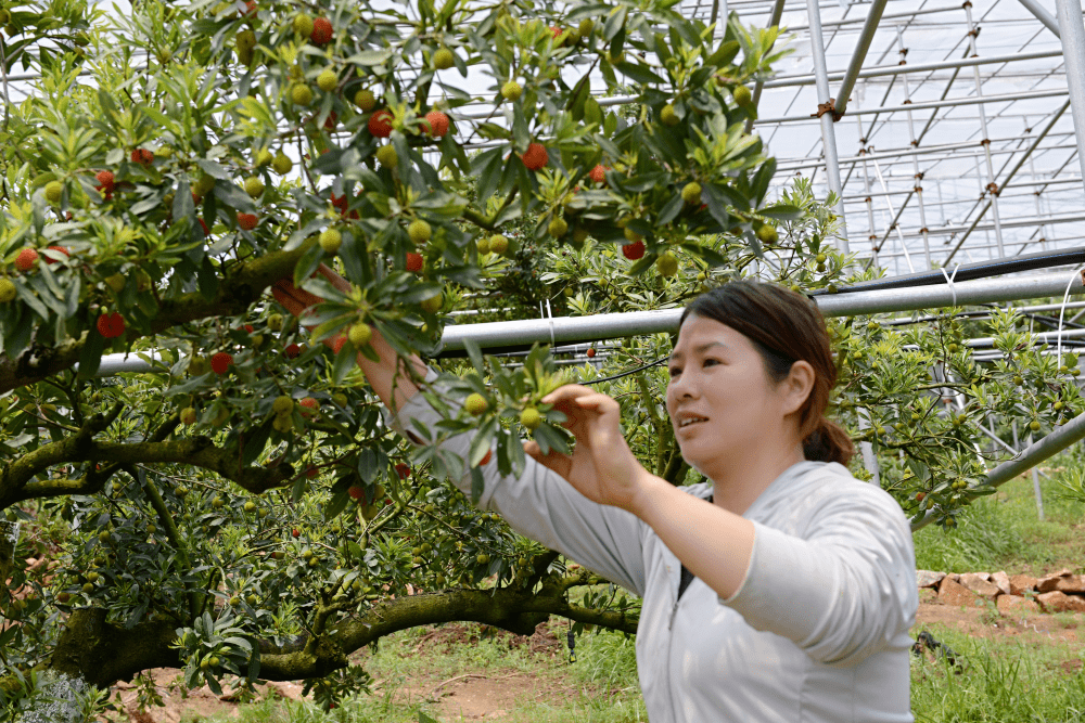 茶山丁岙楊梅上市_甌海_大棚_技術