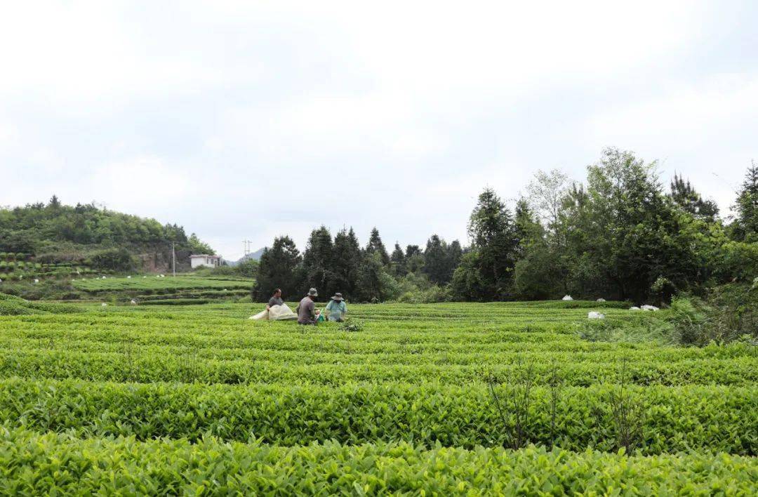 黃都鎮絲棉社區:福鼎茶樹剃