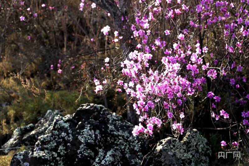 杜鹃花（杜鹃花喜阴还是喜阳） 第5张