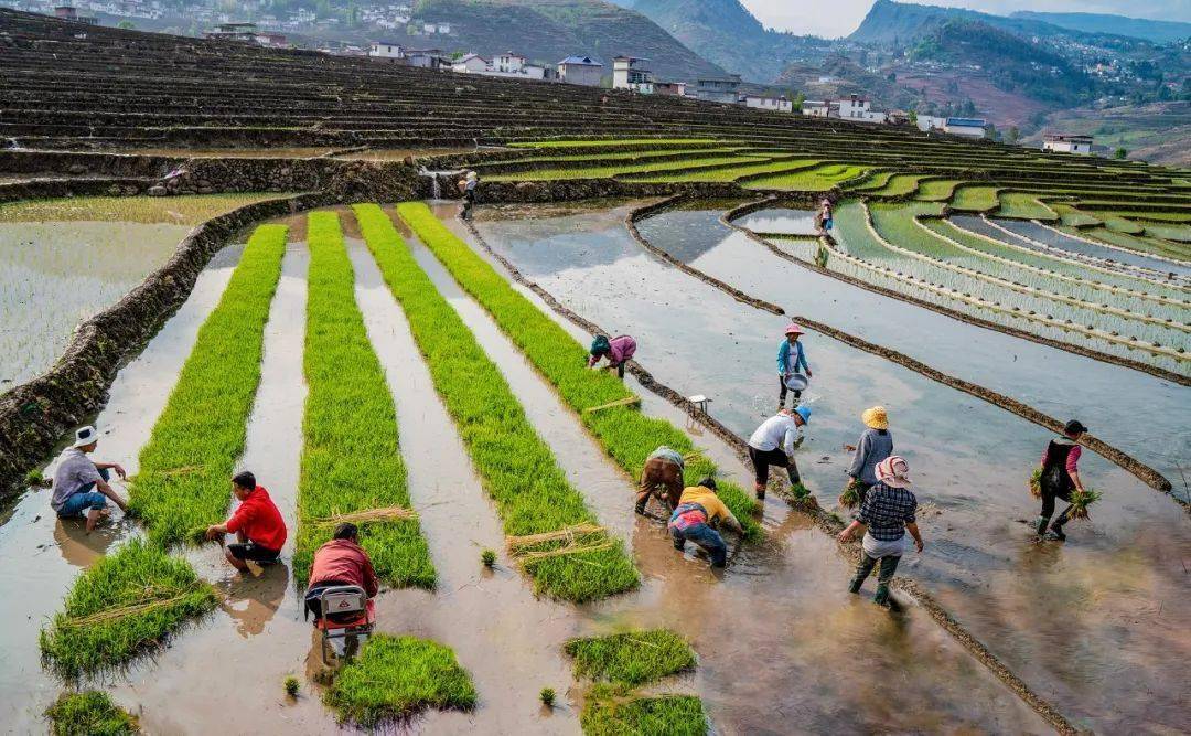 大凉山甘洛彝区春耕春播梯田美如画_摄影_云南_凉山州