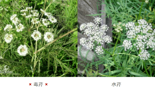 白花菜种子（白花菜种子多少钱一包） 第4张