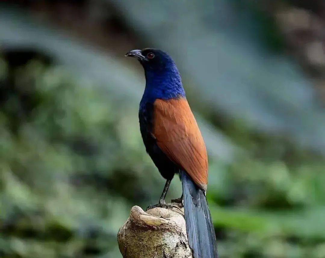 季鸟类生态摄影 白头叶猴专题摄影团火热报名中_自然保护区_中国_崇左