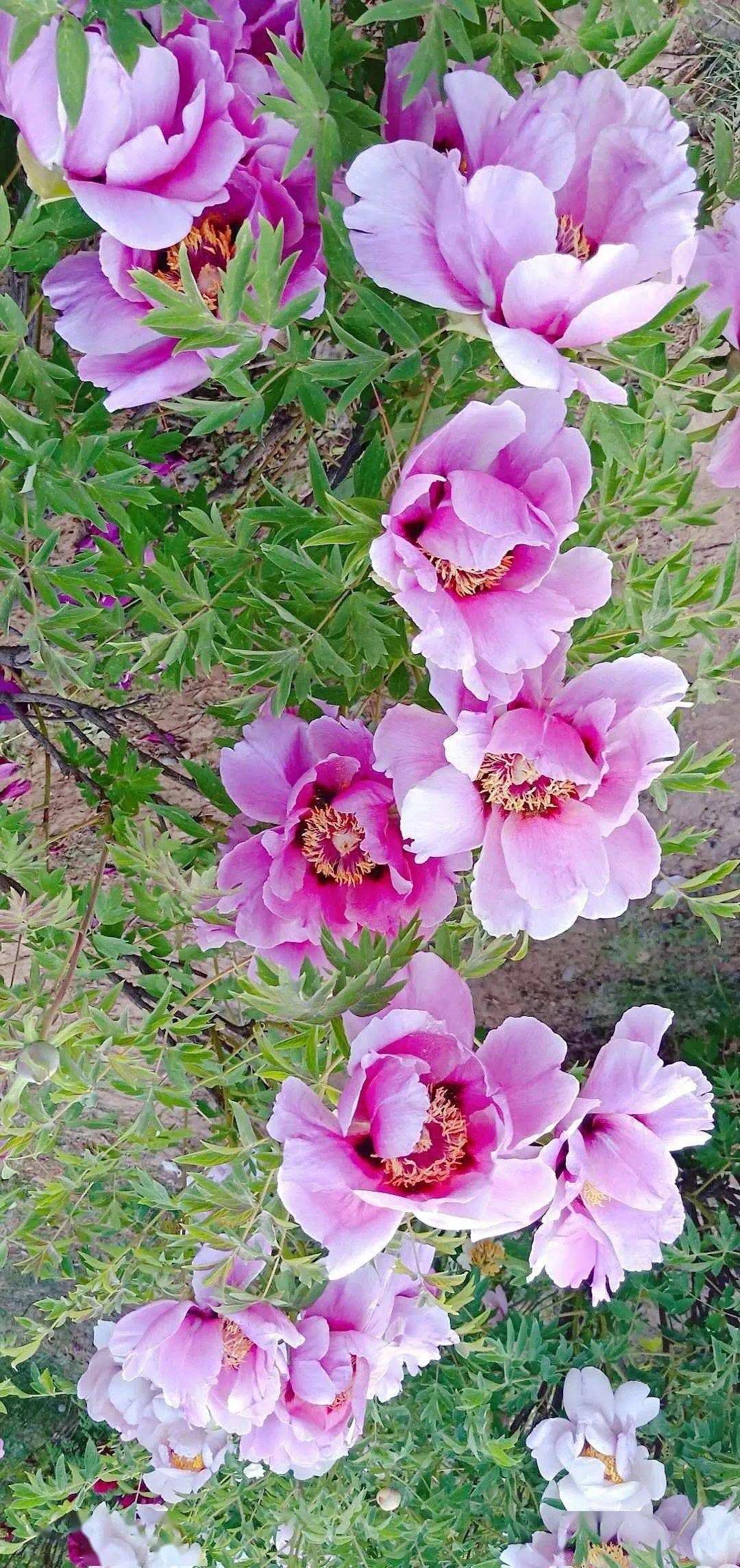 五月的临夏是属于牡丹的_东公馆_芬芳_公园