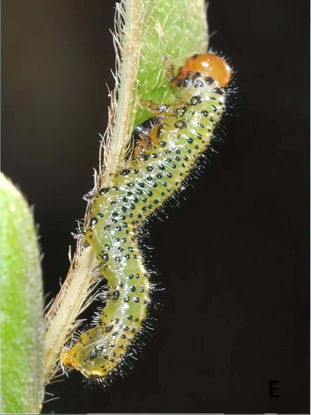 杜鹃三节叶蜂幼虫温馨提醒