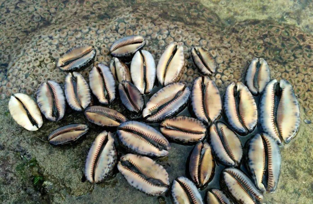 猪仔螺又称阿拉伯宝螺,外壳可爱又漂亮,一般会被海水冲到礁石上或者