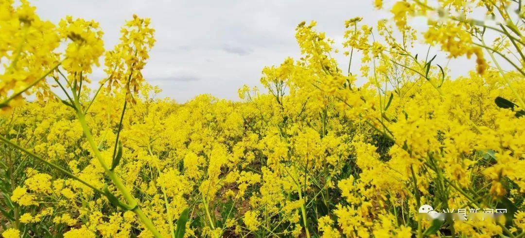 興縣孟家坪鄉:板藍根花開遍地金_種植_中草藥_中藥材