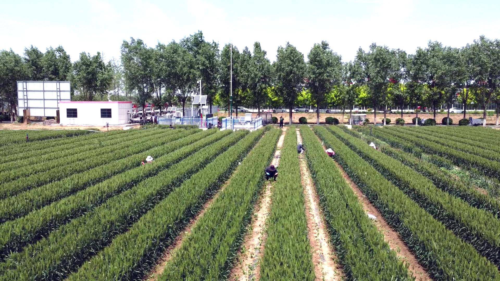 5月7日,在柘城县牛城乡万亩小麦辣椒套种基地,村民们正抢抓农时,忙着