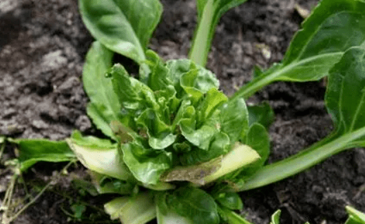 甜菜褐斑病的危害与防治_发病_病原菌_病害