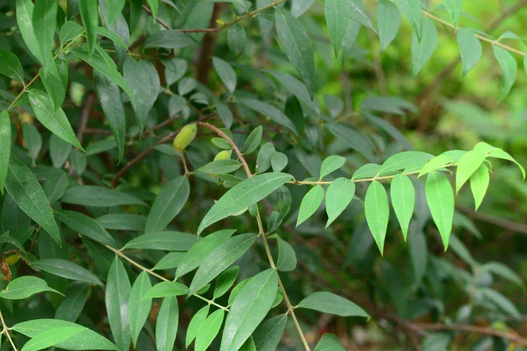 食凉茶现代临床研究报道,其在治疗消化道出血,止血效果显著.