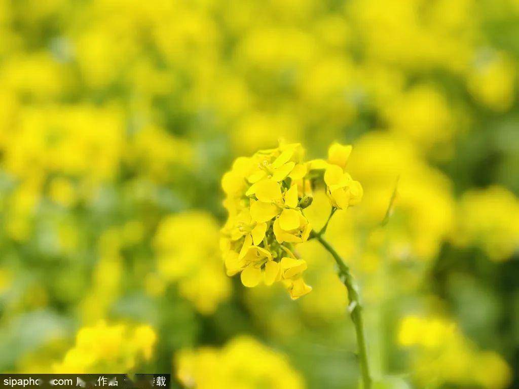 五脉绿绒蒿花（绿绒蒿是几级保护植物） 第16张