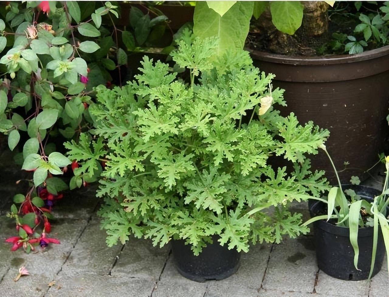 5种"驱蚊花",芳香漂亮好养,蚊子再也不敢靠近了,作用真大_种植_叶子