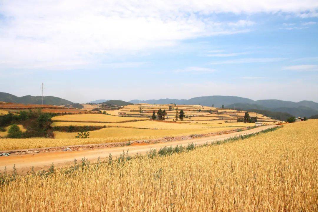 哨冲镇:万亩小麦迎丰收,机声隆隆收割忙_种植_石屏县_收割机