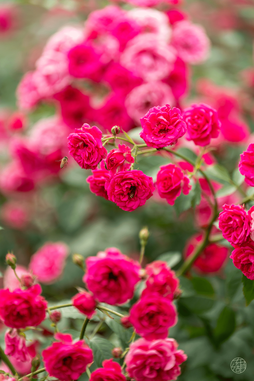 10000 株月季盛放!东湖花海又美了_武汉植物园_景区_玫瑰园