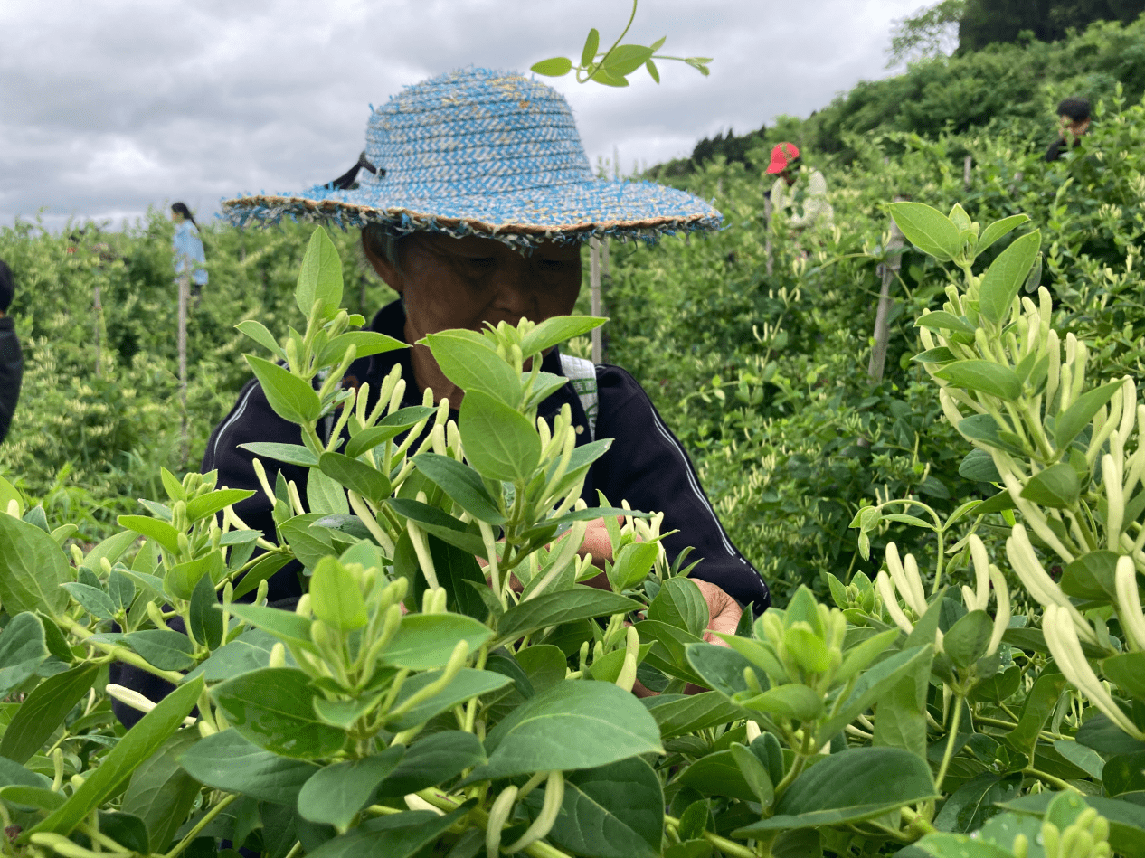 鲜花培训（石家庄花艺培训插花培训鲜花培训） 第2张