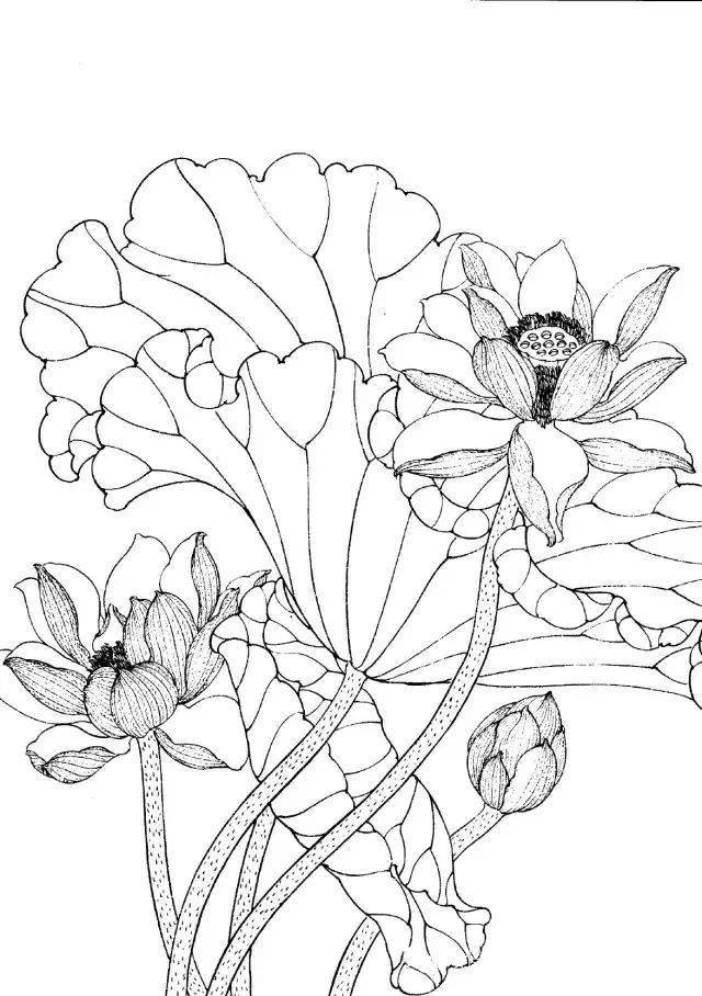 工笔线描花卉画谱——荷花,全文干货,收藏起来用得上!_步骤_花头_莲蓬