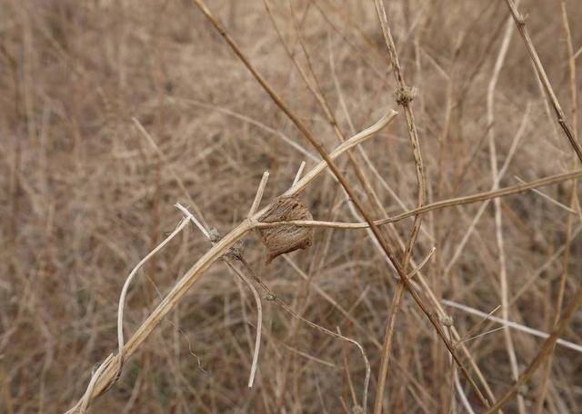 知道,农村老人常用余温草木灰煨熟桑螵蛸的方法治疗小儿尿床的症状