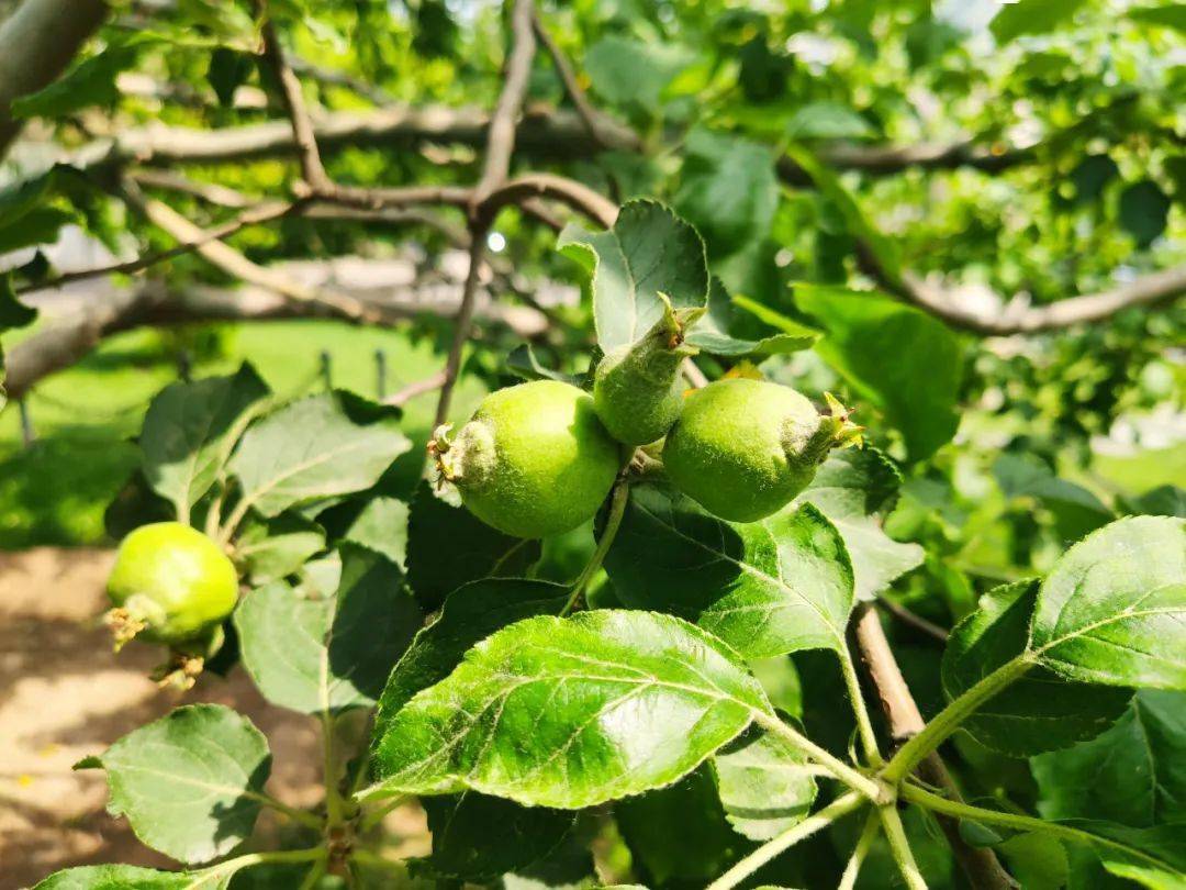 自牛顿苹果树被移栽到九楼前的草坪上起,经过十多年来天津大学专家