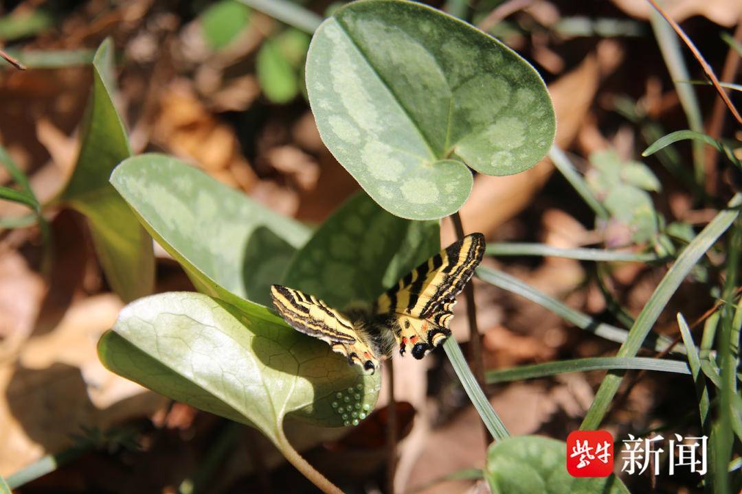 【视频】在阳光下生活2个月后,南京老山森林中的虎凤蝶又开始"休眠"了