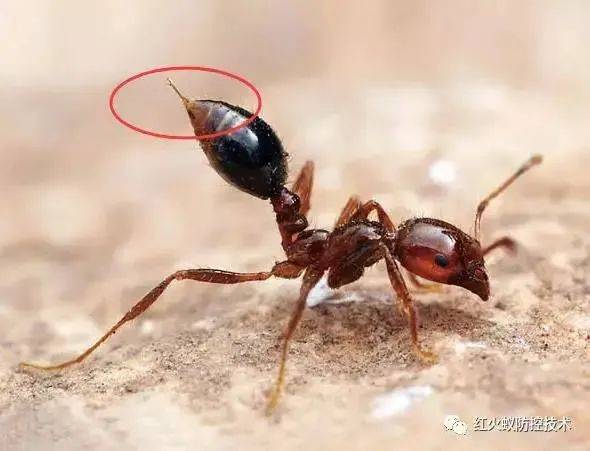 蚂蚁"是世界公认的百种最具危险入侵物种之一带剧毒,能致命,没有天敌