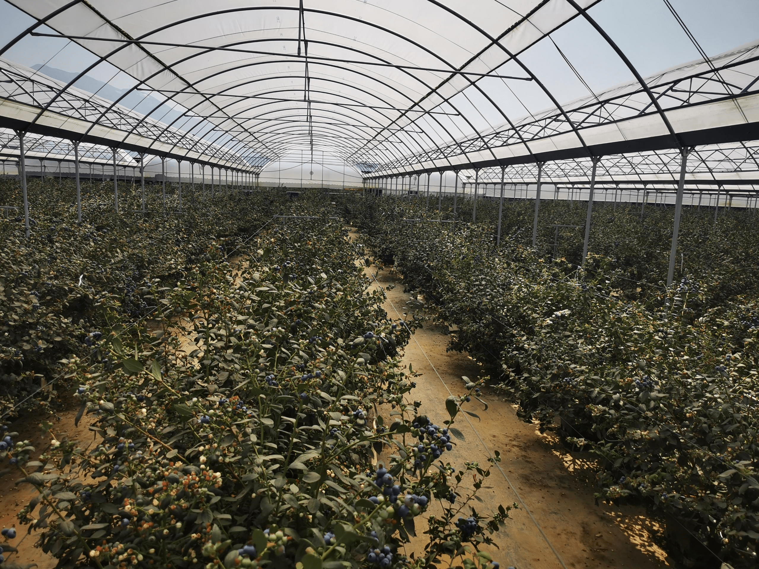 云南普洱蓝莓种植基地图片