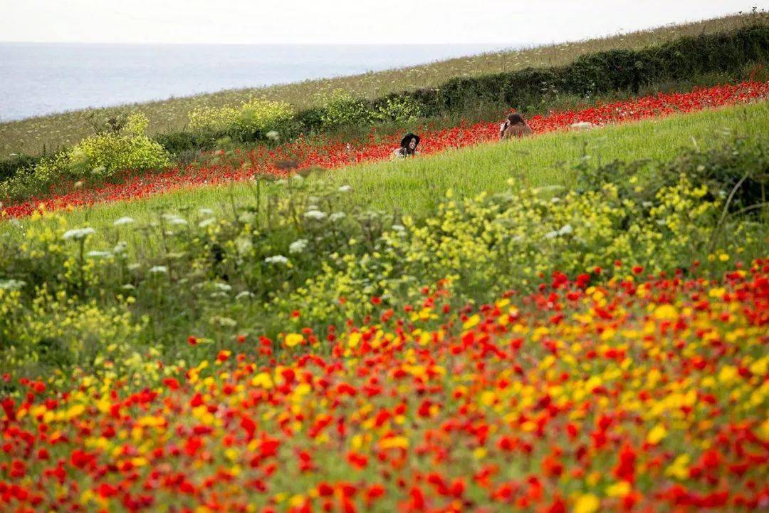 英国夏日的虞美人花海,更不容错过._花田_kent_地方