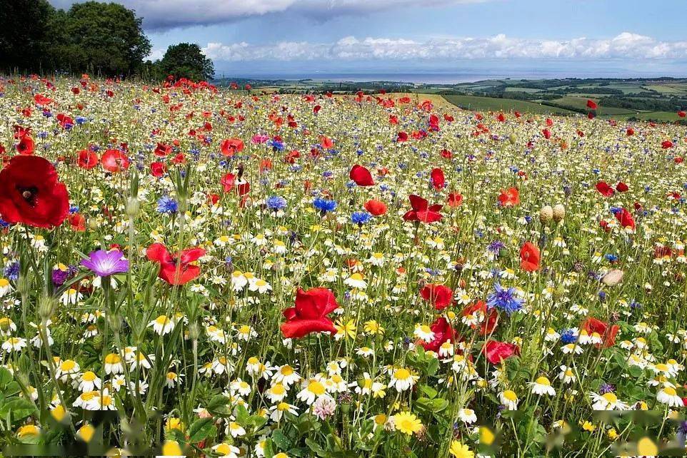 英国夏日的虞美人花海,更不容错过._花田_kent_地方