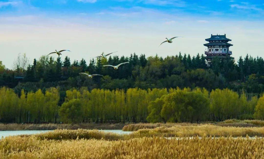 志愿活动开始啦,期待你的加入_服务_工作_三门峡