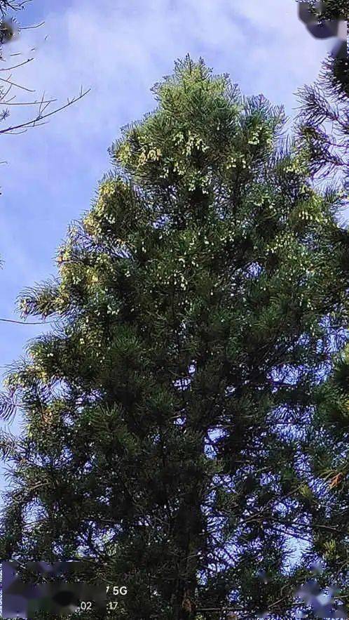 南洋杉:我几乎不敢相信自己的眼睛 || 李健鸿_陵园_球果_树木