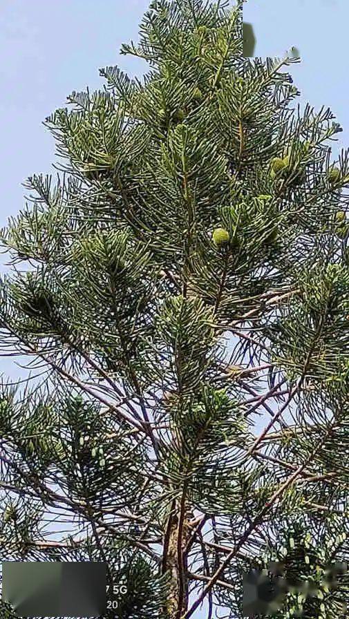 南洋杉:我几乎不敢相信自己的眼睛 || 李健鸿_陵园_球果_树木