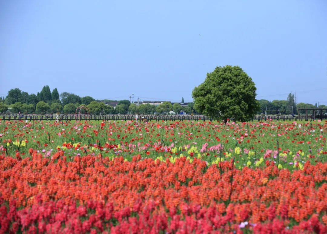 的花海_菠菠_無錫