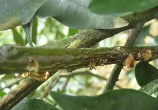 柑橘流胶病为啥会发生,是否有规律可循?_果园_危害_种植