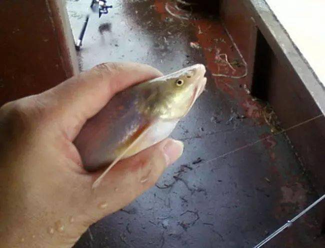 长江里消失的鱼种"水米子"细白鳞,肉细嫩越土越好吃_江心_水流_胡椒