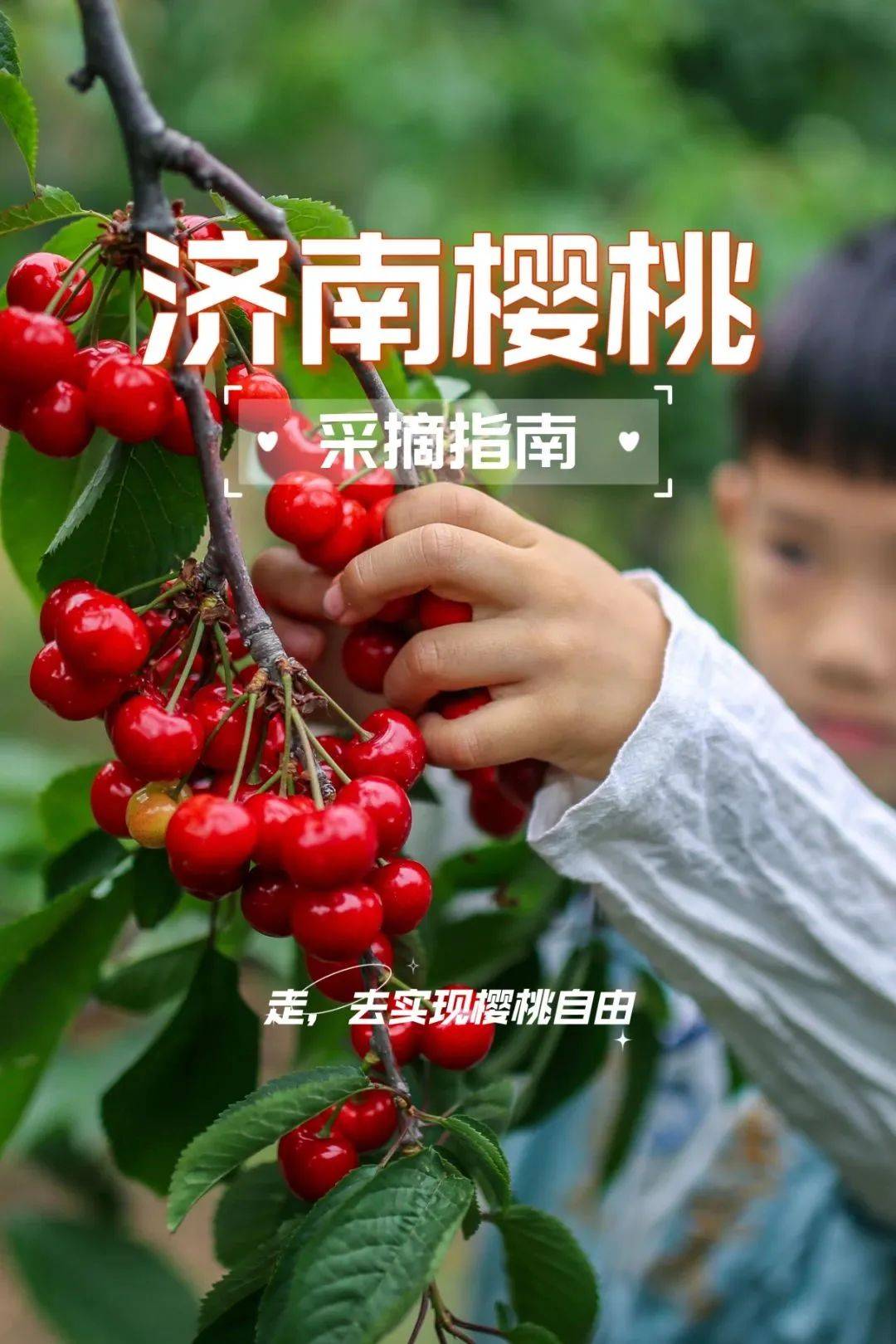 年轻家庭在果园采摘樱桃-蓝牛仔影像-中国原创广告影像素材