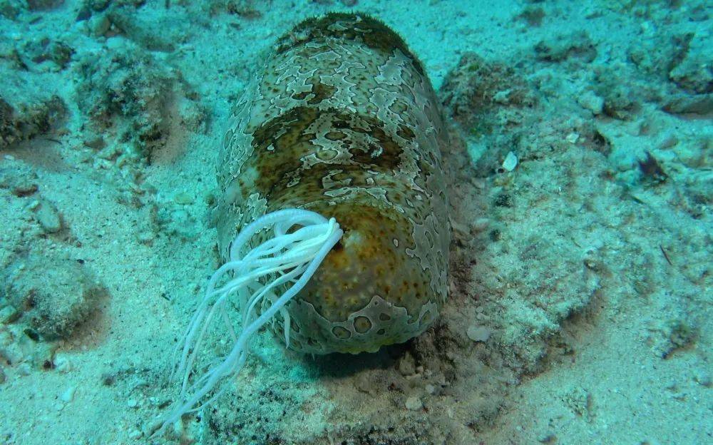 海参是生活在浅海海底的一类棘皮动物
