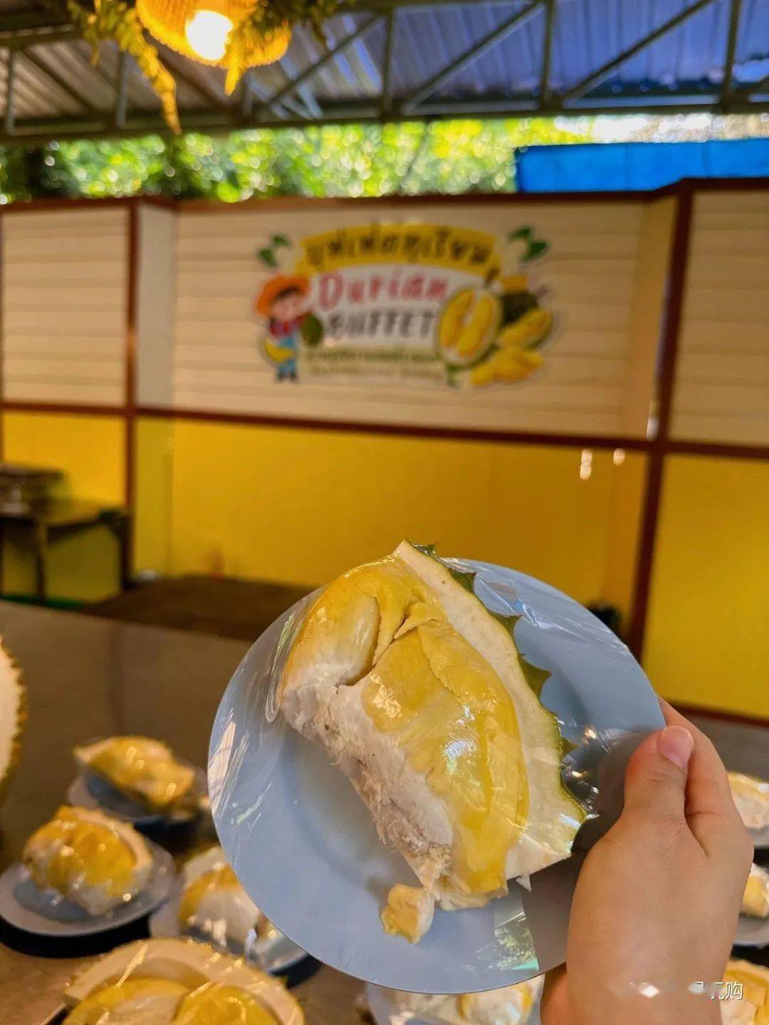 罗勇9小时榴莲自助园的霸气宣言:吃饱了睡,睡醒了再继续吃!