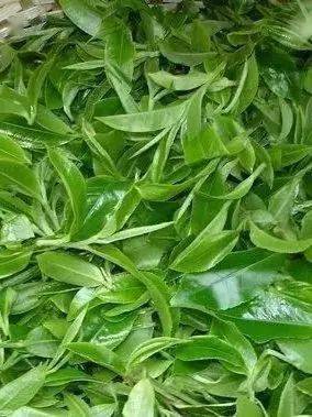 听说,下雨天和喝茶更配哦~_茶叶_农桑_桑叶