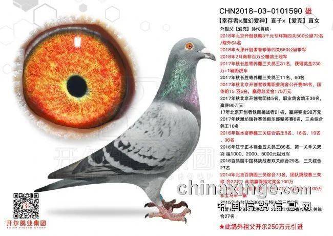 5月2日陕西新天鹰春棚决赛接踵而至,鸽友马虫均获得第四关500公里决赛