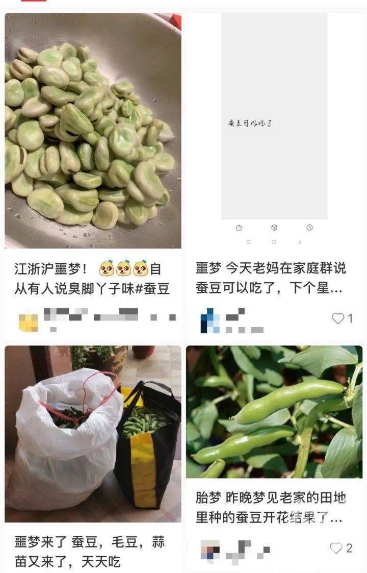 蚕豆亩产图片