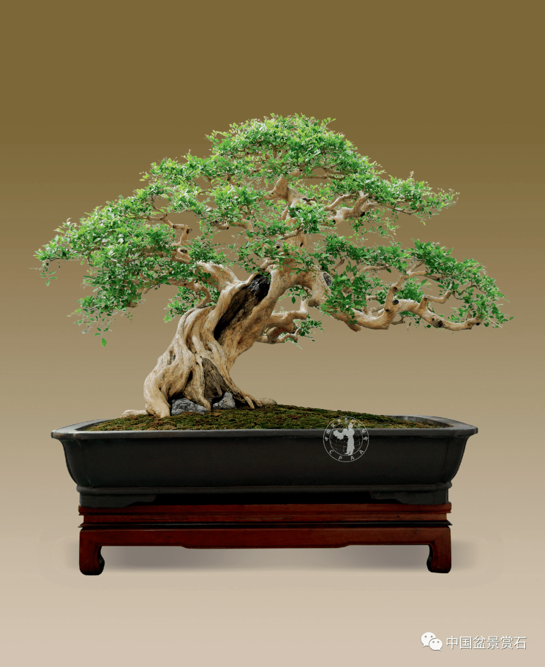 林伟栈:笃定前行路,行稳方致远_盆景_中国_作品