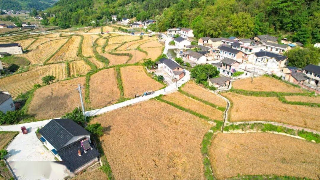 眼下,在威远县新场镇麻柳村成都至邦农业科技有限公司种植基地里,600