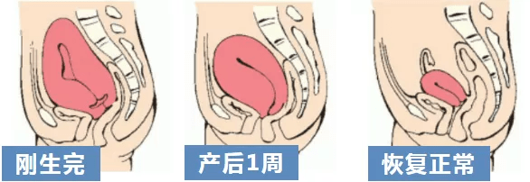 收缩子宫体复原02宫颈将完全恢复到非孕时的正常形态产后4周时宫颈