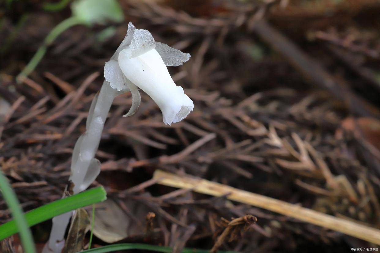 室内植物的冥界之花——水晶兰_阳光_动漫_日本