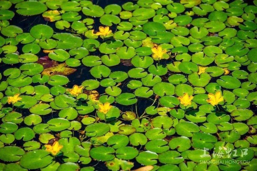 荇菜_公园_曲阳
