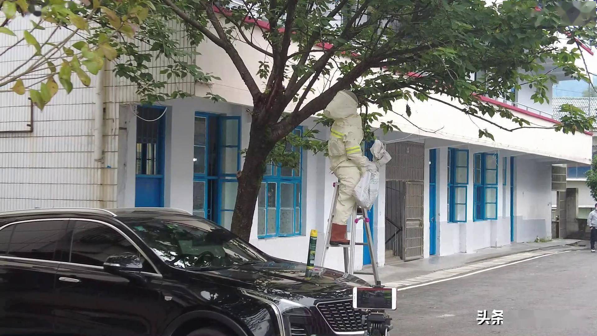 湘西州古丈县消防救援大队接到报警称:古阳镇民族中学一棵树下有蜂窝