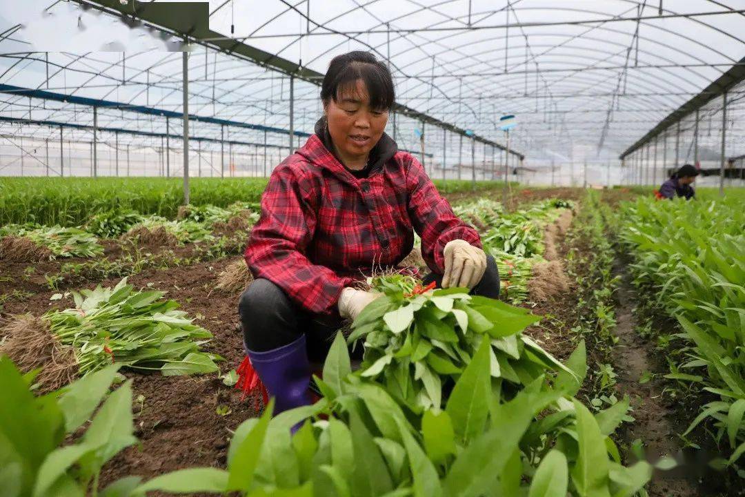连江这个"土特产"真甜!_空心菜_北街村_透堡镇