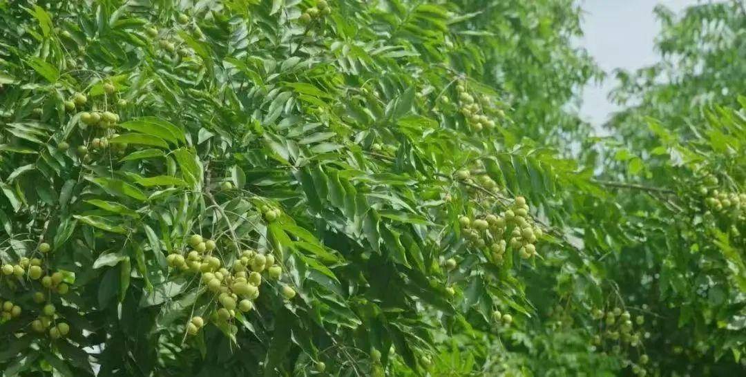 无患子种子种植能结一样的果子吗