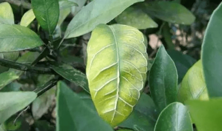 硼肥使用技術,重點來了!_硼砂_作物_土壤