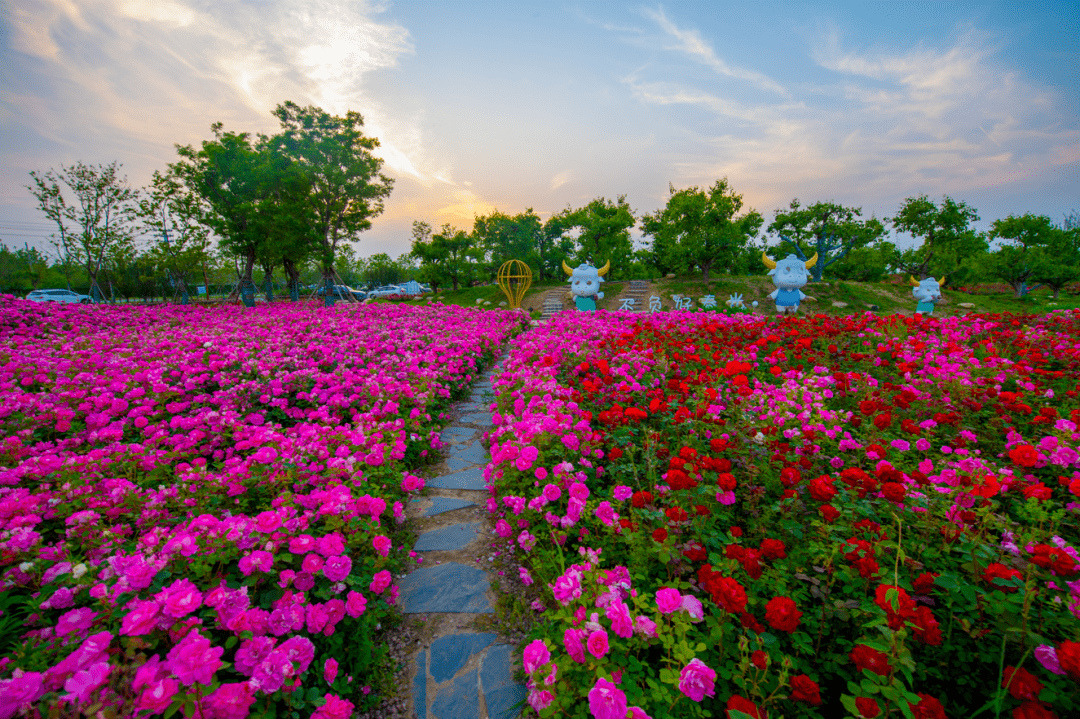 浪漫初夏,一起来看牛角村欢乐田园度假区的花花世界!