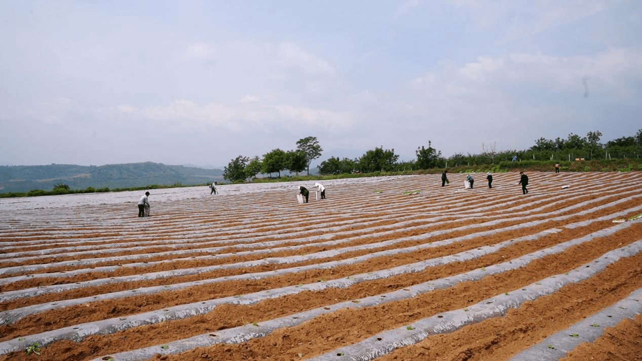 春光明媚五月天,烟叶移栽正当时,5月13日,在灵宝市朱阳镇河南中烟黄金