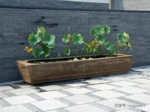 这五种植物搭配老石槽真的是美绝了!_石器_生活_铜钱